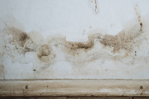 Why You Should Choose Our Mold Remediation Services in Tuttle, OK